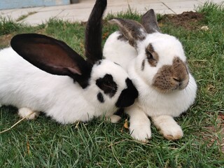 white rabbit on grass