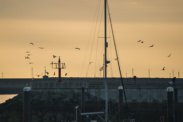 Beautiful early morning view of sea gulls flying over boat and yacht masts with epic hazy orange sunrise sky in Dun Laoghaire harbor seen from West Pier, Dublin, Ireland. Soft and selective focus