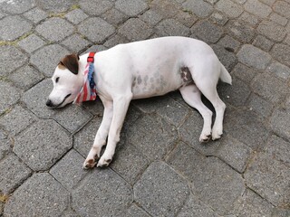 jack russell terrier