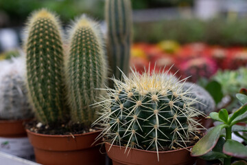 Cacti echinocactus and pilosocereus in the shopping center. Selective focus