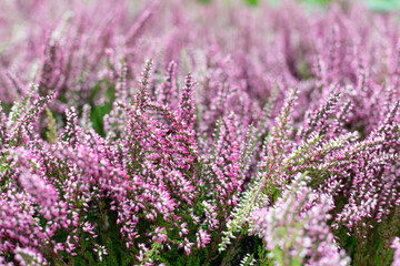 Blooming purple pink heather flowers. Floral background. Garden heather close-up. Blur - obrazy, fototapety, plakaty