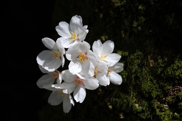 桜の花
