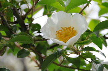 白椿