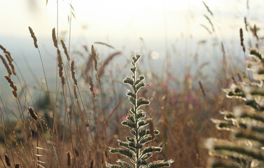 Obraz premium wild grasses with flowers in the meadows of tuscany 