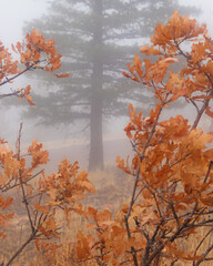 Orange scrub oak leaves and branches with evergreen tree on a foggy morning during autumn at Blodgett Peak Open Space, Colorado Springs