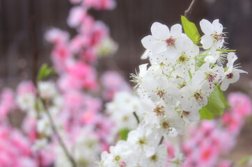Bradford Pear Tree with Blossoms. Pink Flowers in Background