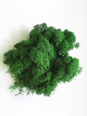 Fototapeta premium green stabilized forest moss for decoration on white background