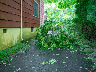 big broken branch on the driveway after the passage of the hurricane in suburban New Jersey