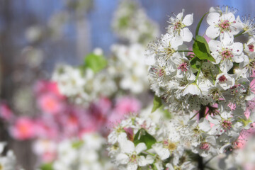 Bradford Pear Tree with Blossoms. Pink Flowers in Background