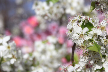 Bradford Pear Tree with Blossoms. Pink Flowers in Background