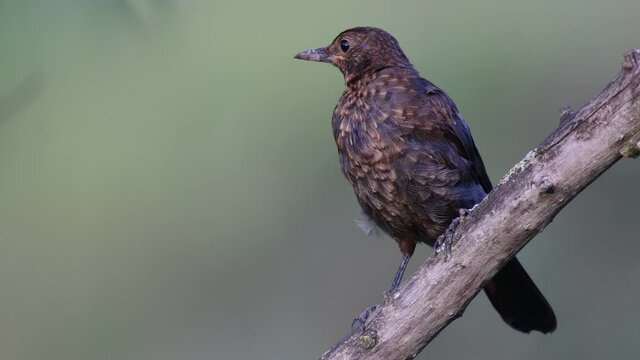 Common blackbird young Turdus merula in the wild. . Cl;ose up.