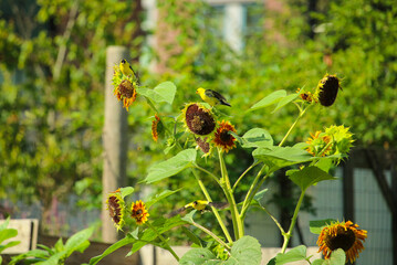 American Goldfinches perched on sunflowers