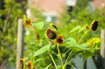 American Goldfinch perched on sunflower