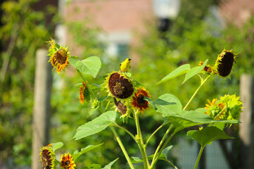 American Goldfinch perched on sunflower