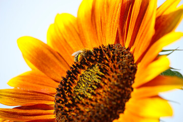 Sunflower close-up with bee sitting on it