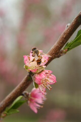 Peach Tree with Pink Blossoms and Bee