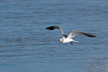 Fototapeta na wymiar Laughing Gull flying over water.