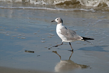 Laughing Gull walking along beach, with partial reflection in wet sand.