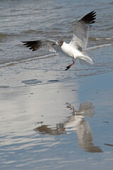 Laughing Gull landing on sandy beach, with reflection in wet sand.