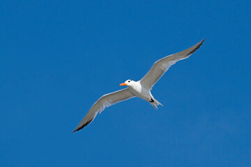 Fototapeta na wymiar Royal Tern soaring in a blue sky.