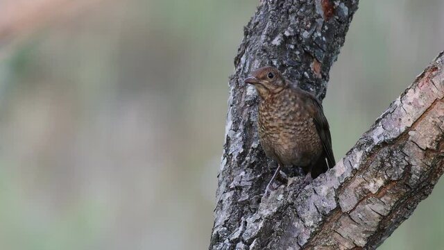 Common blackbird young Turdus merula in the wild. . Cl;ose up.