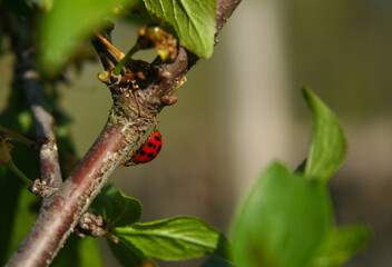Peach Tree With Lady Bug Shallow DOF