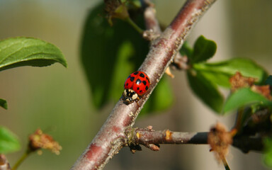 Peach Tree With Lady Bug Shallow DOF