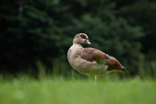 Closeup of a cute mallard hybrid duck resting on  green grass - Powered by Adobe