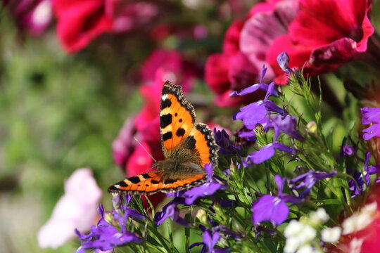 Petite Tortue papillon sur lob&eacute;lia 