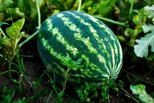 The water melon grows in the field . High quality photo