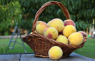Basket of Fresh Organic Peaches on tableon Organic Farm