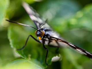 Macro shot of a siren butterfly called Hestina persimilis on green leaves under sunlight