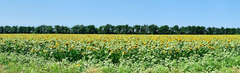 Panoramic view of the field of beautiful yellow sunflowers against the blue sky.