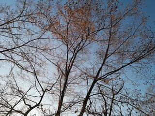tree branches against blue sky