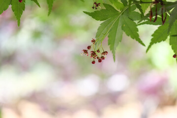 楓の花とその葉