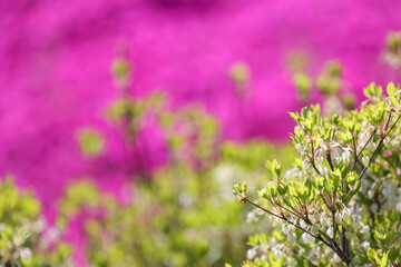 満開のドウダンツツジ