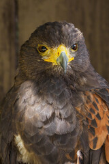 Portrait of a Harris´s buzzard with a brown background.