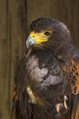 Portrait of a Harris´s buzzard with a brown background.