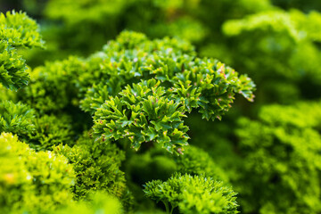 Parsley in the garden