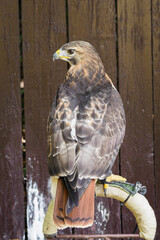 Steamboat eagle on a bivouac with brown plates in the background. 