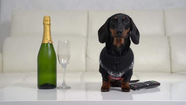 Happy dachshund dog in Christmas sweater walks to glass by bottle of champagne and TV remote control on white table in room