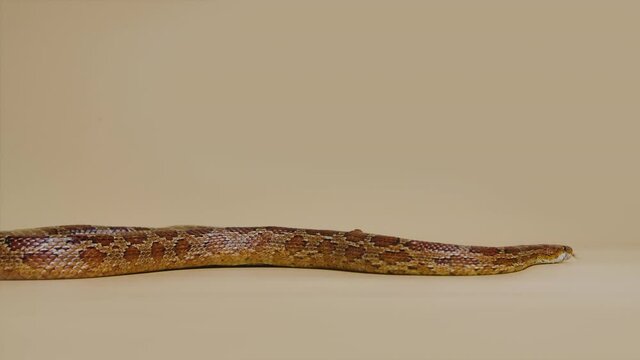 Tiger Python molurus bivittatus morph albine burmese on a beige background in the studio. A brown snake with scaly skin. Serpent crawling over the surface. Slow motion.