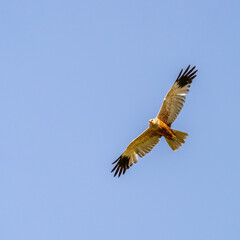 Male Western marsh harrier flying