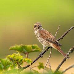 Young Red-backed shrike in a bush
