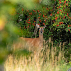 White tailed deer posing