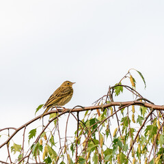 Tree pipit in the tree
