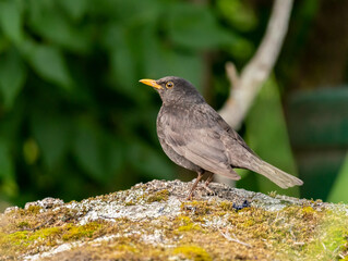 Common blackbird male sitting on top of a rock