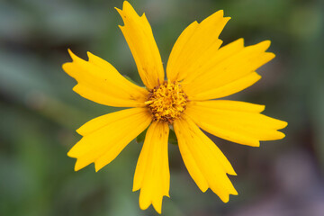 yellow flower closeup