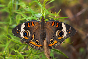 butterfly on plant