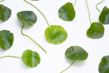 Fresh green centella asiatica leaves on white background.
